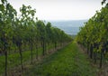 Italian vineyards in Valpolicella Area, Veneto, Verona, Italy