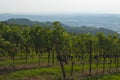 Italian vineyards in Valpolicella Area, Veneto, Verona, Italy