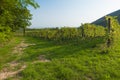 Italian vineyards in Valpolicella Area, Veneto, Verona, Italy