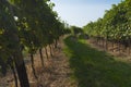 Italian vineyards in Valpolicella Area, Veneto, Verona, Italy