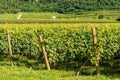 Italian Vineyards of the Valpolicella Wine near Verona