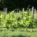 Italian Vineyards - Valpolicella Wine Royalty Free Stock Photo