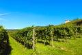 Italian Vineyards - Valpolicella Wine Royalty Free Stock Photo