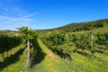Italian Vineyards - Valpolicella Wine Royalty Free Stock Photo