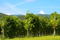 Italian Vineyards - Valpolicella Wine Royalty Free Stock Photo