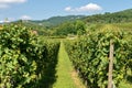 Italian Vineyards of the Valpolicella Wine - Verona Royalty Free Stock Photo