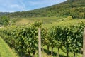 Italian Vineyards - Valpolicella Wine - Verona Royalty Free Stock Photo