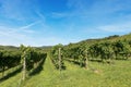 Italian Vineyards - Valpolicella Wine - Verona Royalty Free Stock Photo