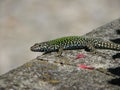 Italian Wall Lizard