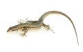 Italian wall lizard Royalty Free Stock Photo