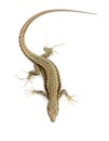 Italian wall lizard Royalty Free Stock Photo