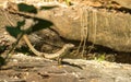 Italian Wall Lizard basking on logs