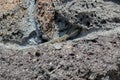 Italian Wall Lizard In Etna Park, Sicily Royalty Free Stock Photo