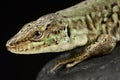 Italian wall lizard Podarcis sicula bagnolensis Royalty Free Stock Photo