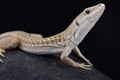 Italian wall lizard, Podarcis sicula campestris Royalty Free Stock Photo