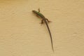 Italian wall lizard Royalty Free Stock Photo