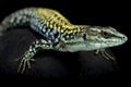 Italian wall lizard (Podarcis siculus siculus) Royalty Free Stock Photo