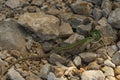 Italian wall lizard Podarcis siculus is a species of lizard in the family Lacertidae. Is native to Bosnia and Herzegovina, Croat Royalty Free Stock Photo