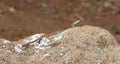 Italian wall lizard at a rock, Populonia