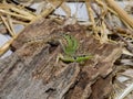 The Italian wall lizard, ruin lizard, or ÃÂ°stanbul lizardtaking morning sunbath Royalty Free Stock Photo