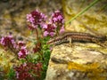 Italian wall lizard or Ruin lizard Podarcis sicula, Lacertidae, Beigua National Geopark Royalty Free Stock Photo