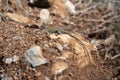 Italian Wall Lizard