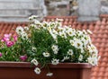 An Italian windowsill full of white daisies Royalty Free Stock Photo