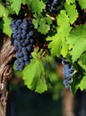 Italian wine grapes Royalty Free Stock Photo