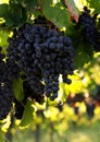 Italian wine grapes