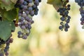 Italian wine grapes Royalty Free Stock Photo