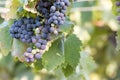 Italian wine grapes Royalty Free Stock Photo