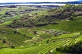 Italian winery grapes hills and Garda lake, Valpolicella, Veneto Italy Royalty Free Stock Photo