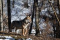 Italian wolf canis lupus italicus