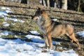 Italian wolf canis lupus italicus
