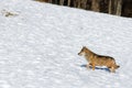 Italian wolf canis lupus italicus