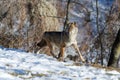 Italian wolf canis lupus italicus