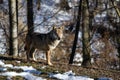 Italian wolf canis lupus italicus