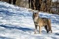 Italian wolf canis lupus italicus