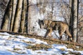 Italian wolf canis lupus italicus