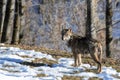 Italian wolf canis lupus italicus