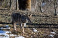 Italian wolf canis lupus italicus