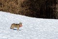 Italian wolf canis lupus italicus