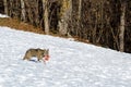 Italian wolf canis lupus italicus