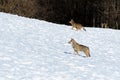 Italian wolves canis lupus italicus