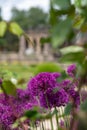 Italianate Garden on the Trentham Estate, Stoke-on-Trent, UK. Purple allium flowers in foreground. Royalty Free Stock Photo