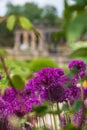 Italianate Garden on the Trentham Estate, Stoke-on-Trent, UK. Purple allium flowers in foreground. Royalty Free Stock Photo