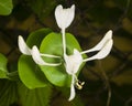 Italium Woodbine or Goat-leaf Honeysuckle, Lonicera caprifolium, flowers and buds with raindrops macro Royalty Free Stock Photo