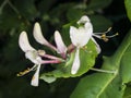 Italium Woodbine or Goat-leaf Honeysuckle, Lonicera caprifolium, flowers and buds with raindrops macro Royalty Free Stock Photo