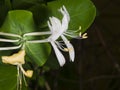 Italium Woodbine or Goat-leaf Honeysuckle, Lonicera caprifolium, flowers with raindrops macro Royalty Free Stock Photo