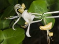 Italium Woodbine or Goat-leaf Honeysuckle, Lonicera caprifolium, flowers with raindrops macro Royalty Free Stock Photo